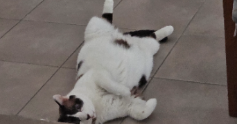 syrine pet sitter à GRENOBLE 38000_7