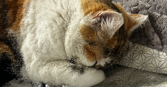 camille pet sitter à LAUNAGUET 31140_1