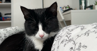 gaelle pet sitter à LES DAMPS 27340_0