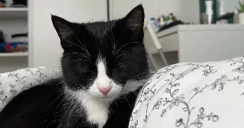 gaelle pet sitter à LES DAMPS 27340