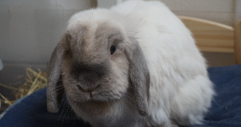 aurélie pet sitter à RAMBOUILLET 78120_2