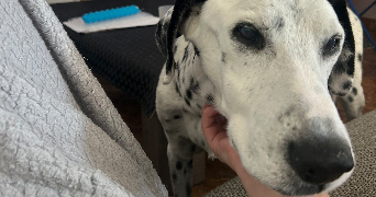 eliza pet sitter à RENNES 35700_2