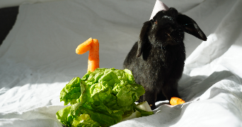 amélie pet sitter à MERIGNAC 33700_6