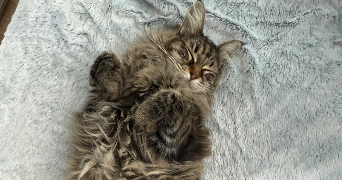juliette pet sitter à BLANQUEFORT 33290_5