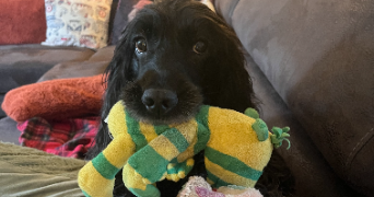 gurvann pet sitter à LORIENT 56100_1