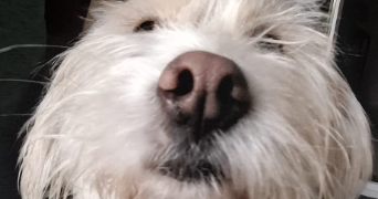 ines dog sitter à STRASBOURG 67000_3