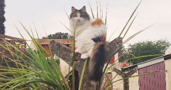faustine pet sitter à REZE 44400_3