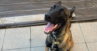 camille pet sitter à LIGNE 44850_2