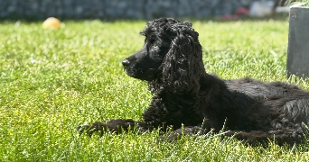 camille-lou pet sitter à VILLEURBANNE 69100_4