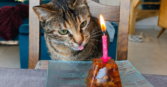 vanessa pet sitter à STE ANNE D AURAY 56400_1