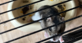 chloé pet sitter à Vélizy-Villacoublay 78140_7