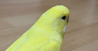 tiphaine pet sitter à PALAISEAU 91120_9