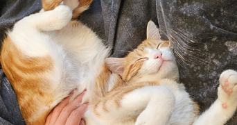 nell pet sitter à BORDEAUX 33300_2