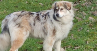 patrick pet sitter à BLOTZHEIM 68730_9