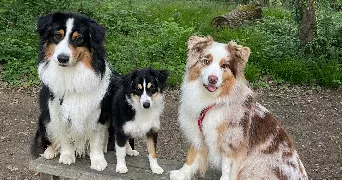 christine pet sitter à GIF SUR YVETTE 91190