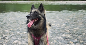 cindy  pet sitter à VILLENAVE D ORNON 33140_4