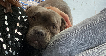 liliane pet sitter à ST JEAN DE LUZ 64500_4