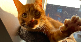 laëtitia pet sitter à ANDRESY 78570_2
