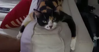 elina pet sitter à L HAY LES ROSES 94240