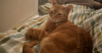 lea pet sitter à MONTPELLIER 34090_3