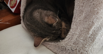 soline pet sitter à MOY DE L AISNE 02610_3