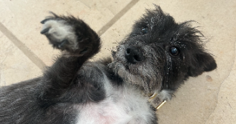 pauline pet sitter à CHAVENAY 78450_9