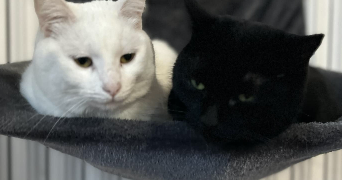 nathalie pet sitter à LE BOULLAY THIERRY 28210_1