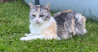 elodie cat sitter à BEUZEVILLE 27210_4