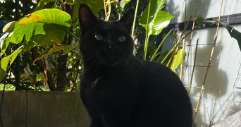 alice pet sitter à Saint-Ouen-sur-Seine 93400_7