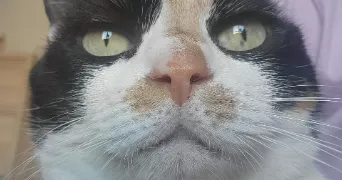 inès pet sitter à TOULENNE 33210