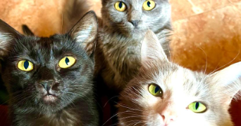 ameerah pet sitter à ABLON SUR SEINE 94480_1