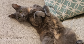 alice pet sitter à Les Clayes-sous-Bois 78340_2