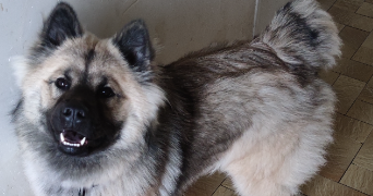 sandra pet sitter à YVRE L EVEQUE 72530_4
