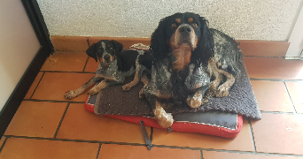 jacques pet sitter à VENANSAULT 85190_2