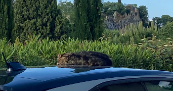 jade cat sitter à PARIS 11 75011_3