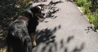 clémentine pet sitter à TOULOUSE 31000