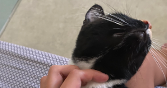 odile pet sitter à CAEN 14000_5