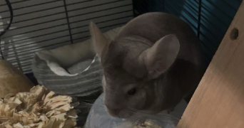 léna pet sitter à ASNIERES SUR SEINE 92600_2