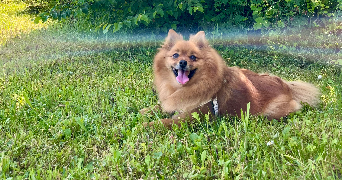 inès pet sitter à CLAMART 92140_2