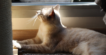 marie pet sitter à VINCENNES 94300_2