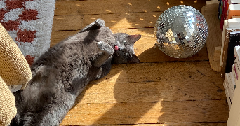 rougui cat sitter à PARIS 20 75020_1