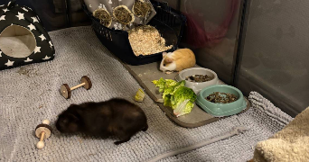 thelma pet sitter à MONTPELLIER 34000_5