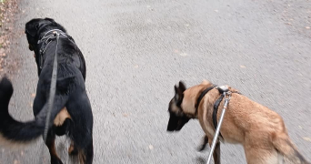 oriane pet sitter à ANGERS 49000_1