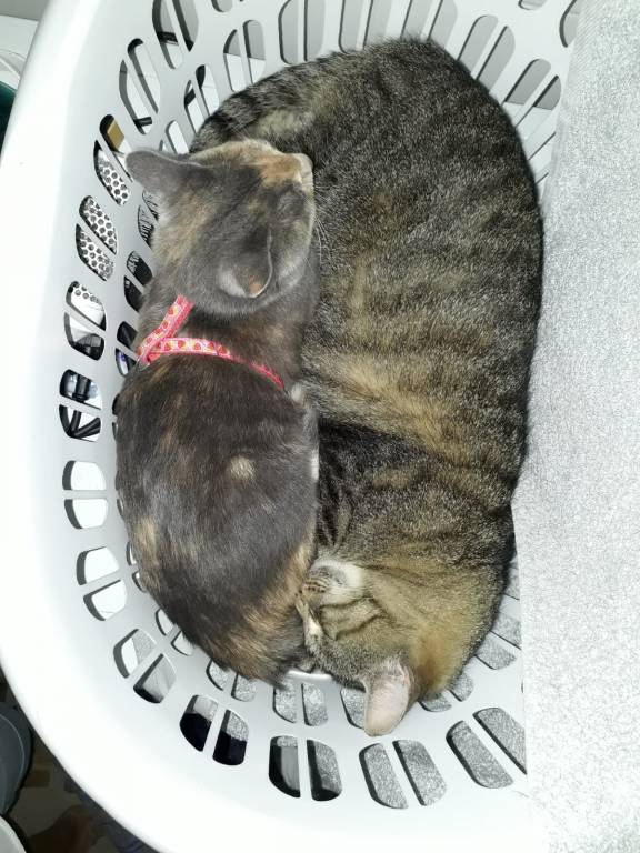 muriel pet sitter à Précy-sur-Marne 77410_3