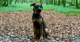 louwan pet sitter à SERMAISE 91530_3