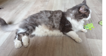 dominique pet sitter à Castelnau-Barbarens 32450_0