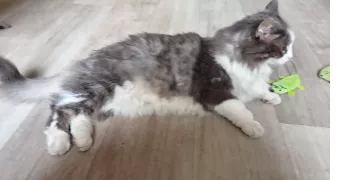 dominique pet sitter à Castelnau-Barbarens 32450