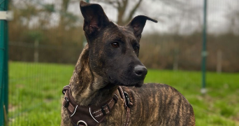 aurelie pet sitter à VERNOUILLET 78540_7