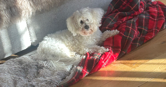 lana pet sitter à ORGEVAL 78630_6