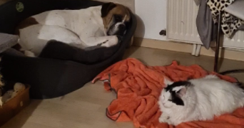 pascale pet sitter à DELLE 90100_2